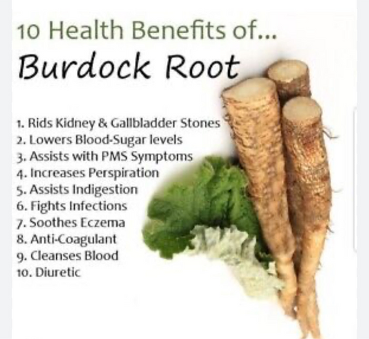Burdock Root