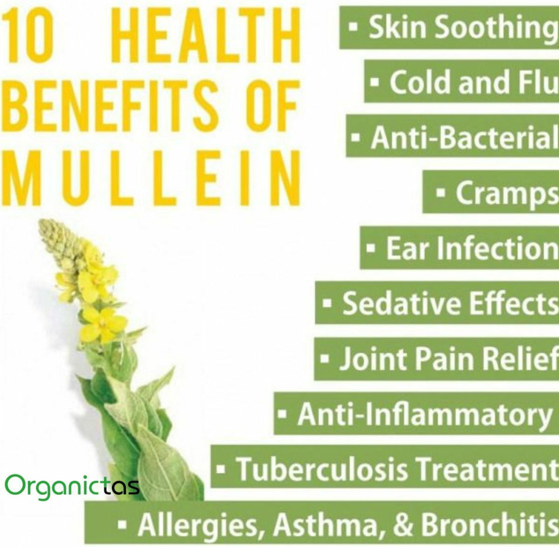 Mullein