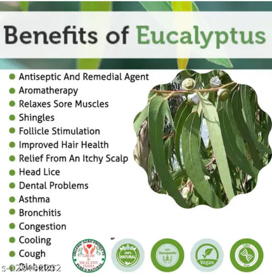 Eucalyptus Leaf